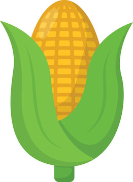 Corn Cob with Husk Flat Illustration. Autumn Harvest Design Element Isolated on White Background