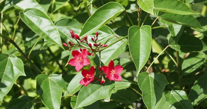 (Jatropha integerrima) Subtropical bushy tree of Spicy jatropha with slender stems adorned with star-shaped luminous red flowers in beautiful clusters upright above the lobed leaves
