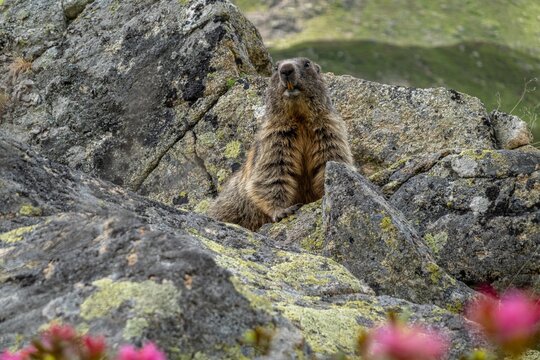 Murmeltier im Val Bever &ndash; Alpenmurmeltier im Engadin, Graub&uuml;nden