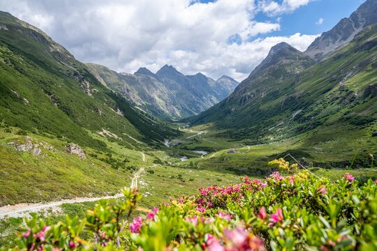 Val Bever mit bl&uuml;henden Alpenrosen &ndash; Sommer im Engadin, Graub&uuml;nden