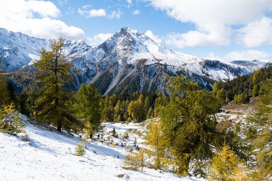 Goldene L&auml;rchen am Ofenpass mit erstem Schnee &ndash; Herbststimmung im Unterengadin, Graub&uuml;nden