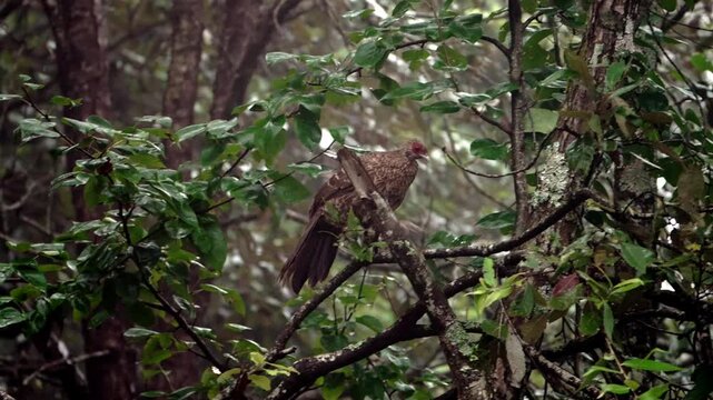Female Kalij Pheasant Perched on Tree Branch in Himalayan Forest