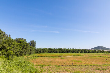 Fototapeta premium White clouds in the vast sky and the open fields