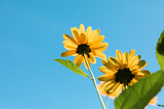 Yellow chrysanthemums facing the sky.