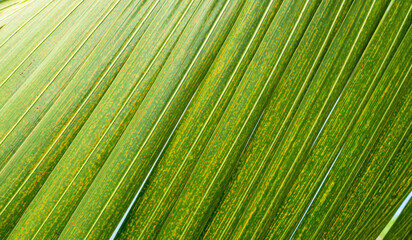 Fototapeta premium Palm leaf background summer mockup abstract dark green nature gradient forest spring season, fresh growth tree, card for forest envionronment ecosystem zero carbon change, summer template