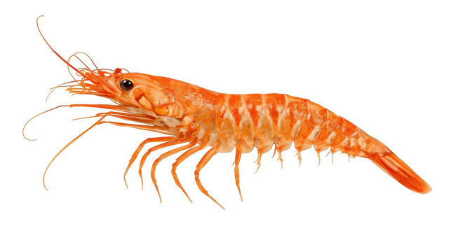 Cooked orange shrimp isolated on white. Fresh seafood prawn for culinary menu design.