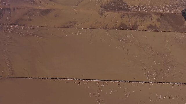 Aerial Top Down View Of Duck Flock Foraging In Muddy Field