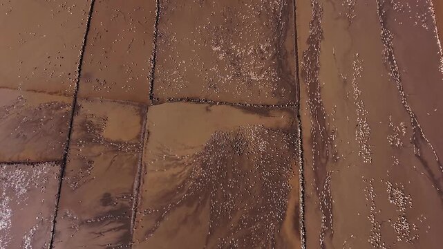 Flock Of Ducks Moving Across Alluvial Flooded Fields