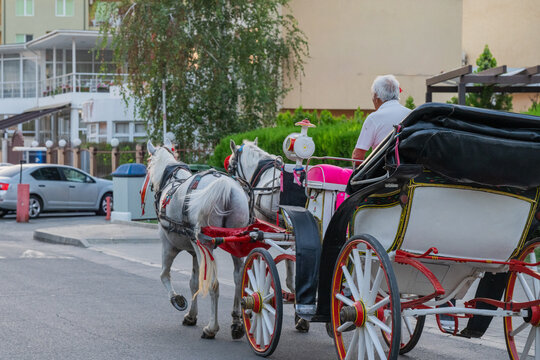 a traditional horse-drawn carriage pulled by two white horses and driven by a coachman down a paved city street.