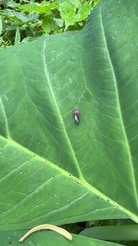 Small colorful leafhopper insect on large green tropical leaf