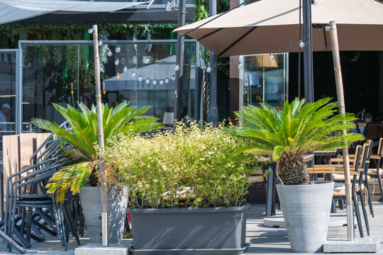 an inviting outdoor cafe terrace decorated with large potted sago palms and greenery under the shade of beige patio umbrellas.