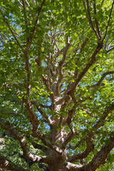 Fototapeta premium Gros plan sur le branchage d'un platane à feuilles d'érable