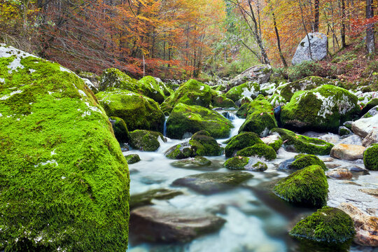 Mountain stream flowing over vibrant mossy rocks in an autumn woodland, serene nature tourism destination for active outdoor exploration in Julian Alps Natural Park,Resia,Friuli Venezia Giulia,Italy.