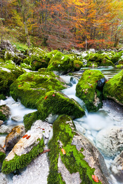 Moss-covered rocks line a mountain river flowing through an autumn forest, providing a nature tourism destination for exploration in Julian Alps Natural Park, Resia, Friuli Venezia Giulia, Italy.