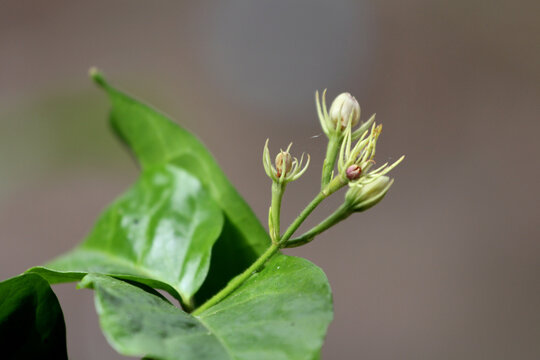 White jasmine flower buds (Jasminum sambac).