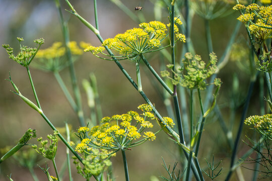 vibrant yellow umbelliferous flowers, such as dill or fennel, blooming on green stalks against a softly blurred natural background.