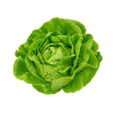 Obraz premium Isolated head of fresh green romaine lettuce, crisp leaves with water droplets, crisp vegetable, healthy food, salad ingredient