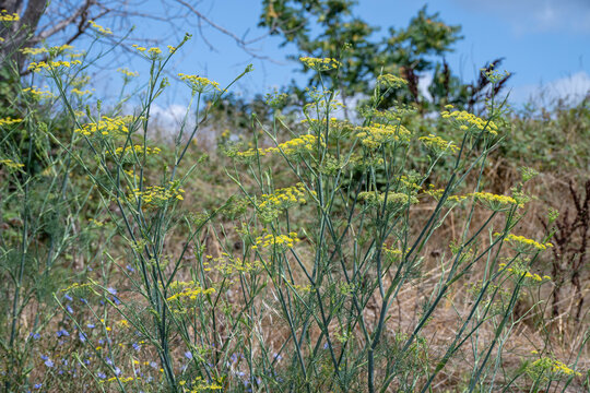 a cluster of tall, wild yellow umbelliferous flowers, likely wild fennel, growing vigorously amidst dry summer grass and scattered trees under a bright blue sky.