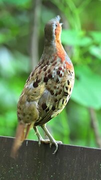 Close up of a beautifully patterned wild crake bird with vibrant orange and grey plumage stretching its neck to look up and vocalize against a smoothly blurred green foliage background.