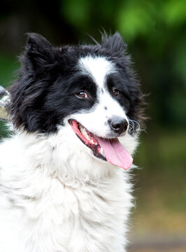 Side portrait of a happy fluffy black and white dog on a leash.
