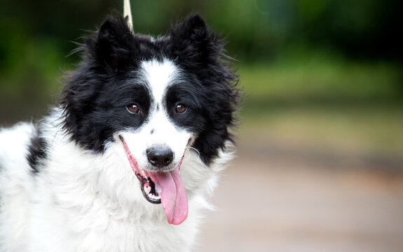 Front portrait of a smiling black and white mixed-breed dog outdoors.