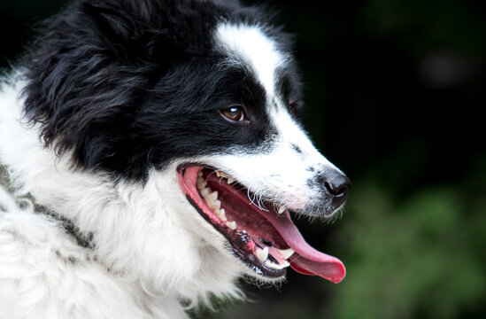 Profile headshot of a happy panting black and white dog.