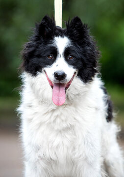 Vertical portrait of a cute black and white dog looking at camera.