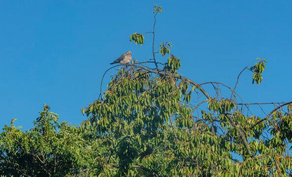 Un pigeon en haut de l'arbre