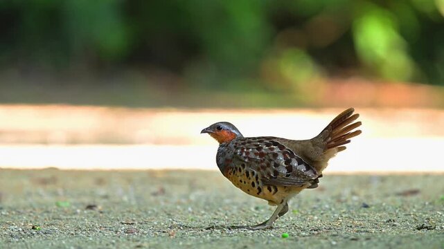Low angle close up of a beautifully patterned wild crake bird with a cocked tail standing alertly on the ground against a smooth blurred nature background.