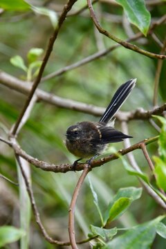New Zealand fantail Piwakawaka perched on a branch