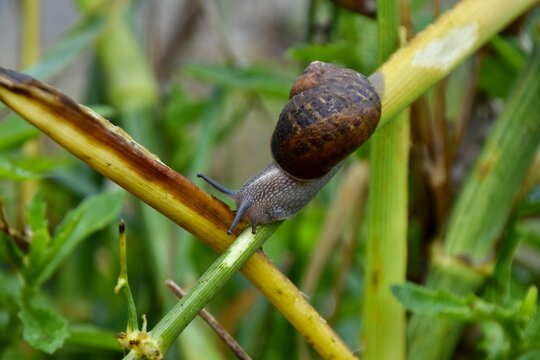 Garden snail crawling on a plant stem