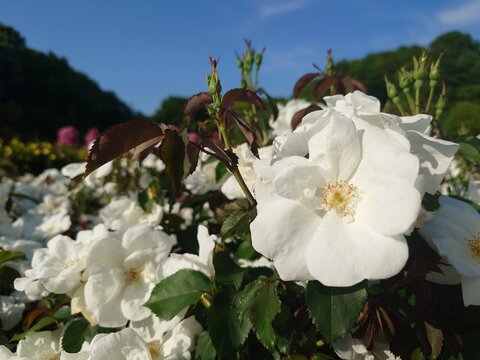 Beautiful white rose blooming under clear blue sky