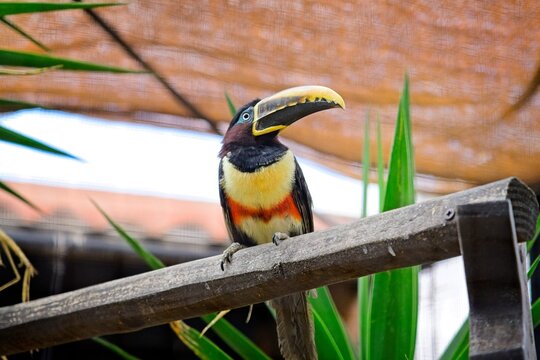 black-necked aracari on branch