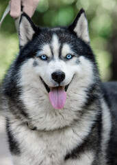 Close-up portrait of a Siberian Husky on a leash with owner's hand. © Happy monkey