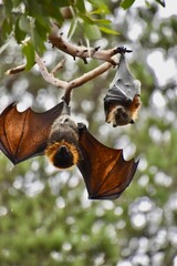 Fototapeta premium Grey-headed flying fox hanging upside down displaying anatomy