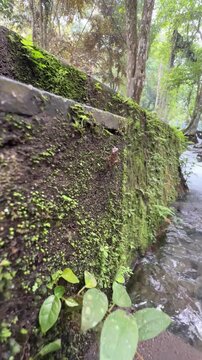 Cicada exuvia on mossy stone wall by forest stream