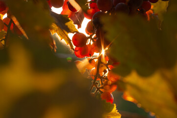 Golden hour sunbeams illuminate ripe grapes hanging on the vine © Andrii_Abriutin