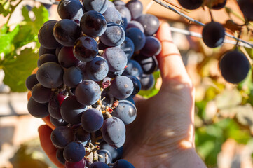 Hand harvesting ripe dark grapes from a vineyard during a sunny autumn day © Andrii_Abriutin