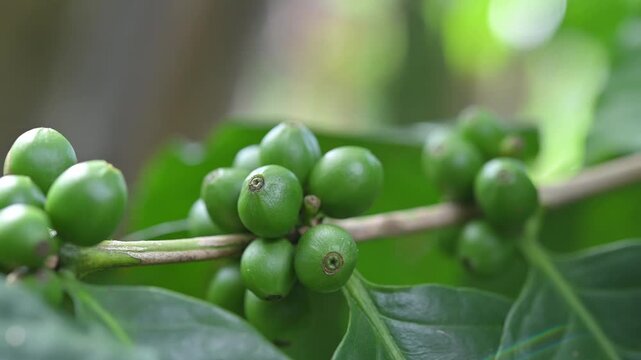 Unripe Coffee Beans Growing on Coffee Tree in Plantation