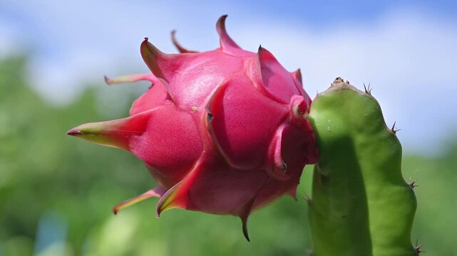 Ripe Dragon Fruit Growing on Cactus Plant in Tropical Farm