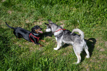 A Dachshund lying down and a Husky mix standing, facing each other in green grass outdoors. © Bojan