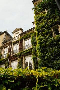 Edificio con enredadera que cubre su fachada. Nantes. Francia. 