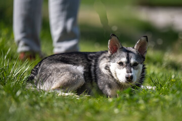 A close-up of a Siberian Husky mix resting on the grass, with an alert expression on his face and ears pricked, in a natural outdoor setting with a soft bokeh background. © Bojan