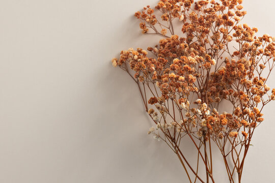 Dried babies breath flowers creating rustic natural decor on white background