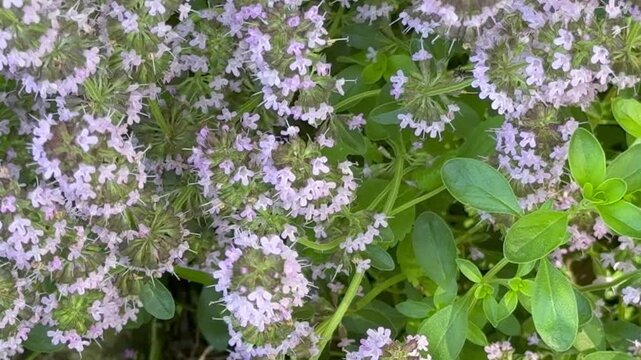 Video of blooming aromatic creeping thyme (Lat. Thymus) in garden on summer day. Thyme is used as spice, popular medicinal herb, and fragrant tea additive. Floral background