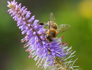 bee looking for food © Heiner Witthake