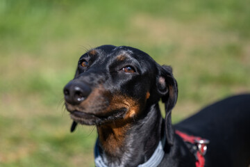 Close-up profile portrait of a black and tan short-haired dog wearing a gray collar and red leash, standing outdoors in sunlight with a blurred green grass background. © Bojan