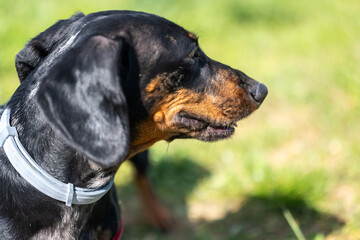 Close-up profile portrait of a black and tan short-haired dog wearing a gray collar and red leash, standing outdoors in sunlight with a blurred green grass background. © Bojan