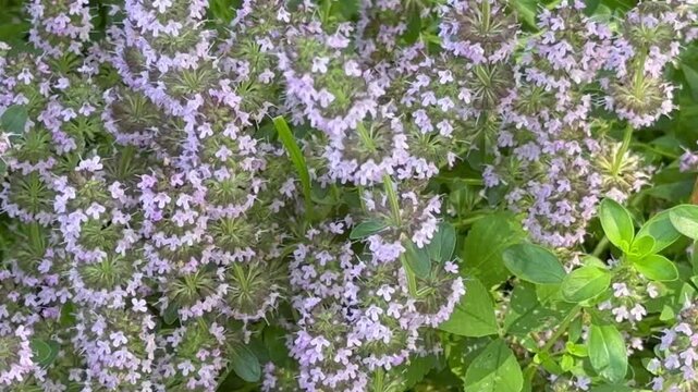 Video of flowering creeping thyme (Lat. Thymus) in the garden bed on summer day. Thyme is used as spice, medicinal herb, and fragrant tea additive. Floral background