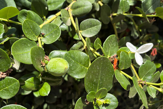 Fleurs et fruits d'un prunier du Natal 